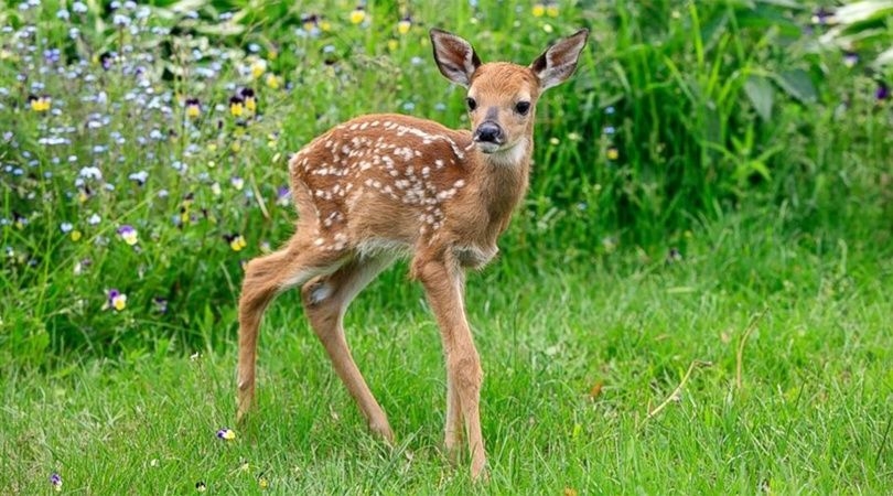 bambi.jpg_1956802537.jpg