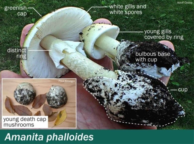 a_phalloides-annotated.jpg_328872899.jpg