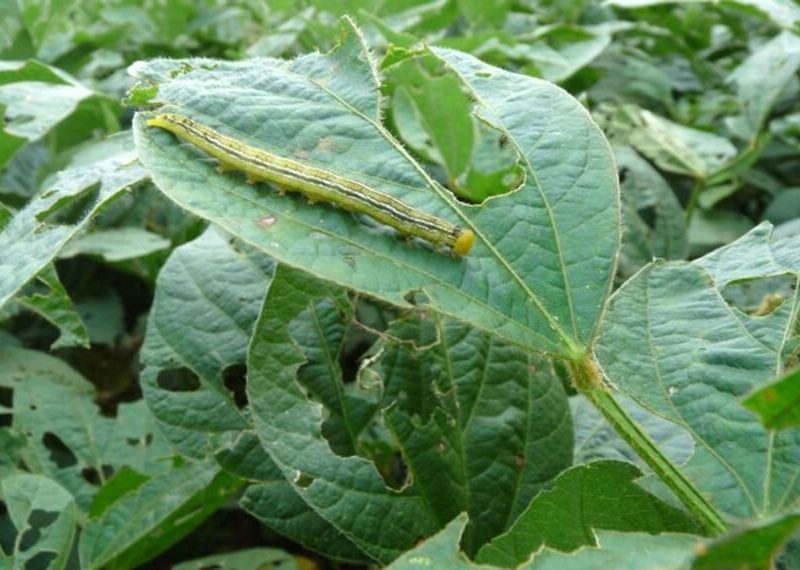 agricultura-oruga-medidora-infocampo.jpg