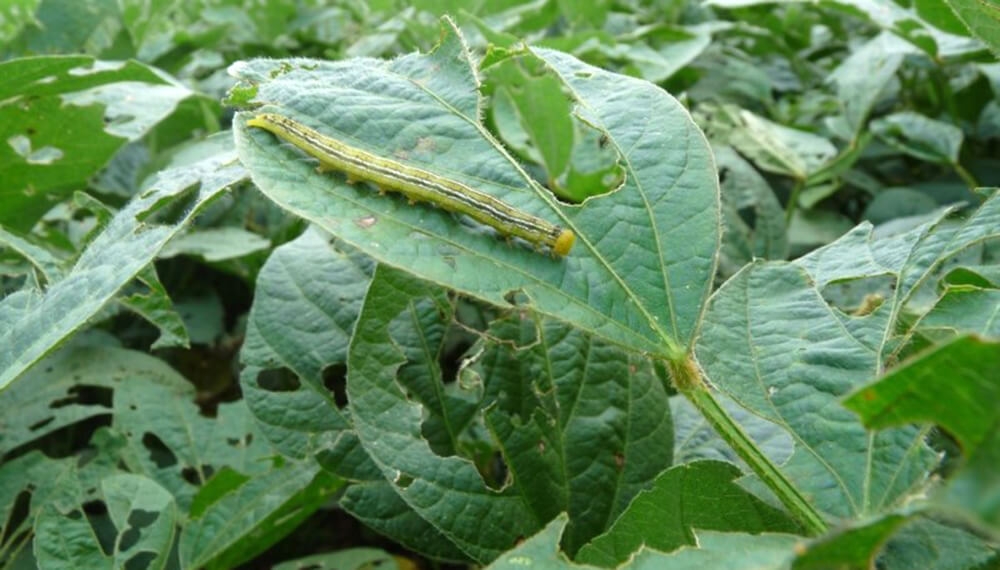 agricultura-oruga-medidora-infocampo.jpg