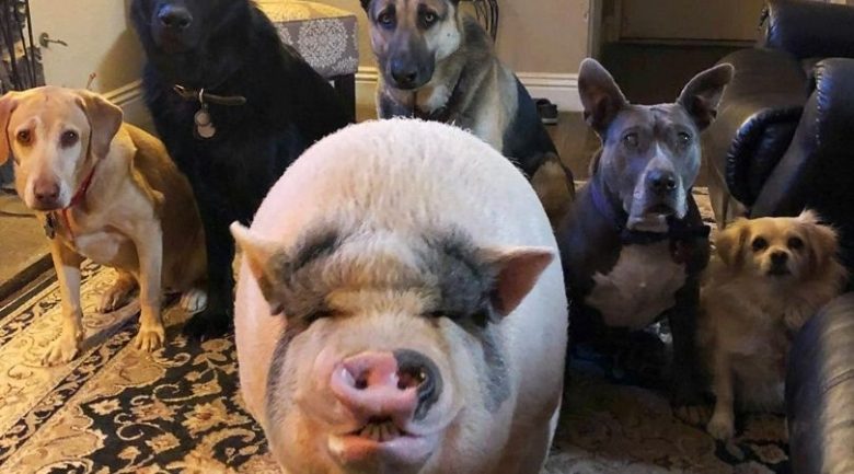 cerdito_criado_1.jpg_1956802537.jpg
