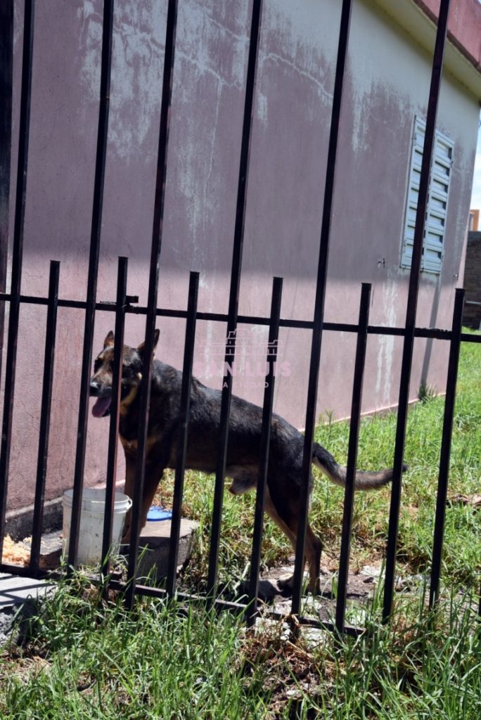 Zoonosis rescató un perro abandonado (1).jpg
