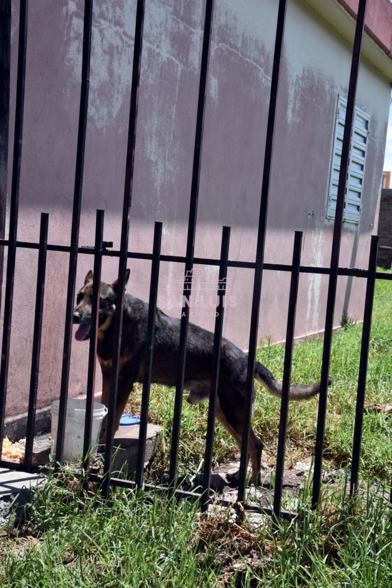Zoonosis rescató un perro abandonado (1).jpg