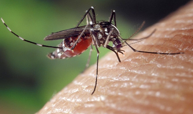 Mosquito-portada.jpg
