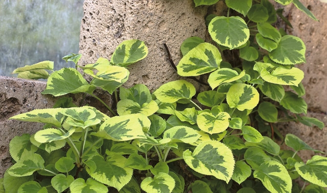 trepadora-Hortensia.jpg