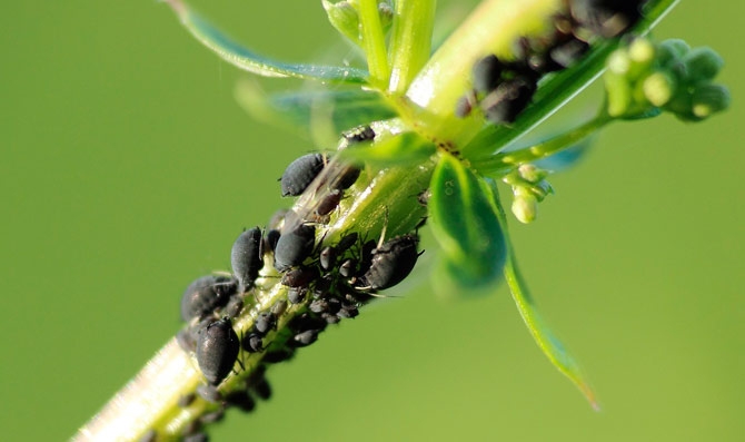 aphids-789242_1280.jpg