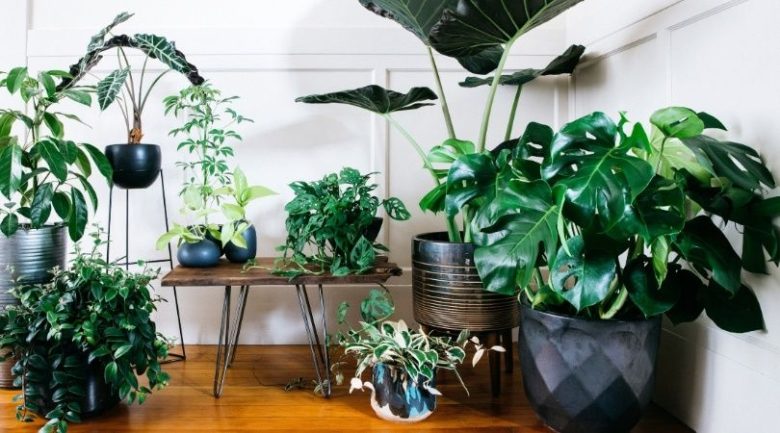 houseplants_portada_1.jpg_1956802537.jpg
