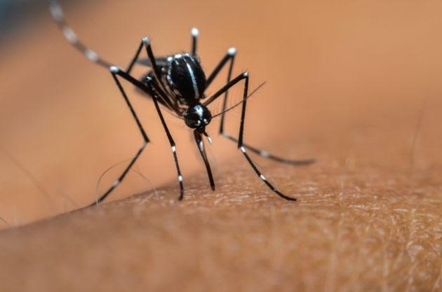 dengue.jpg