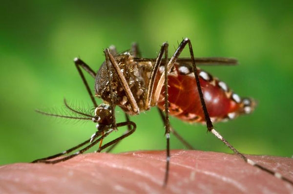 Aedes_aegypti_JamesGathany.jpg