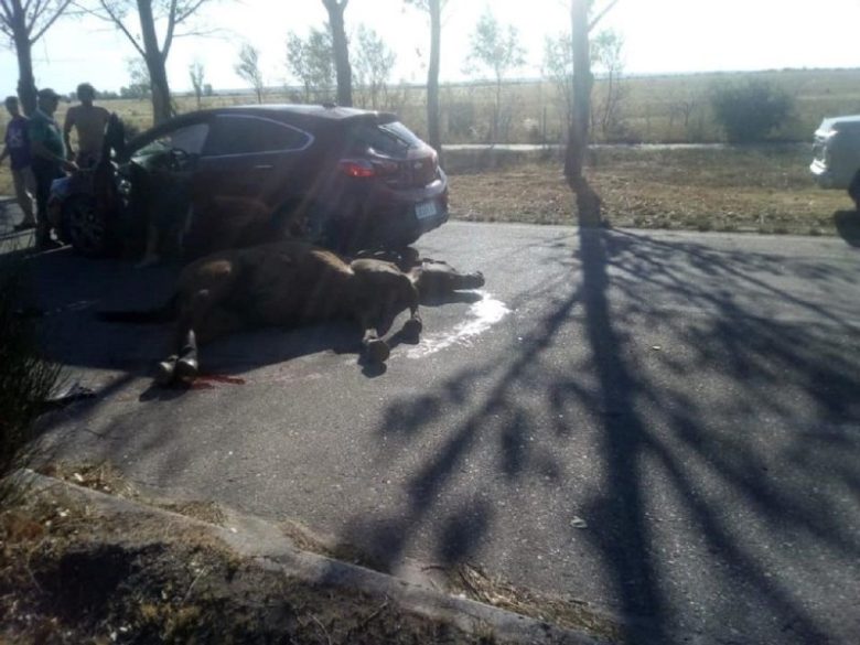 caballo.jpg