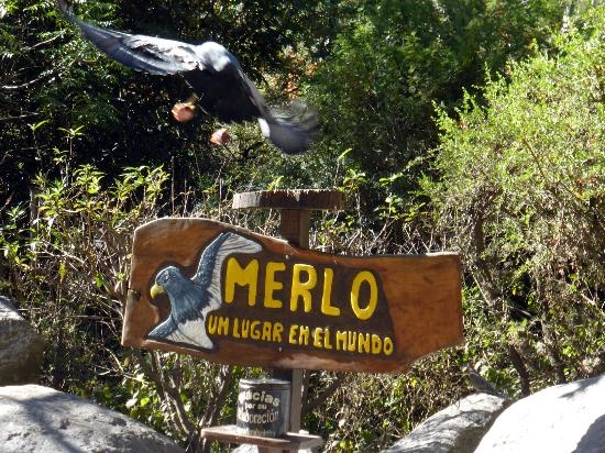 el-aguila-con-el-alimento.jpg