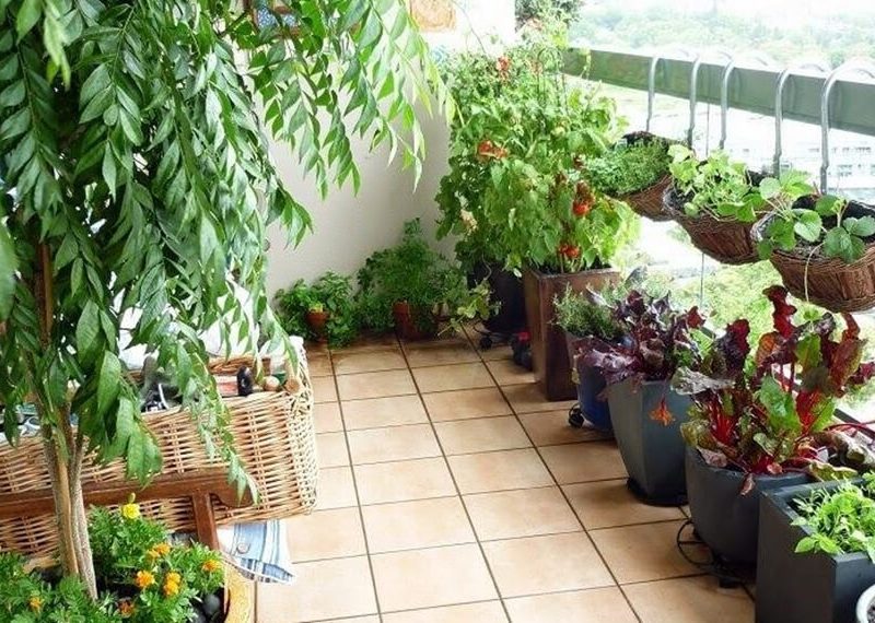 huertos-urbanos-cuarentena-infocampo.jpg