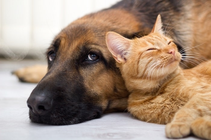 Alimentación-alternativa-para-animales-domésticos-perros-y-gatos.jpg