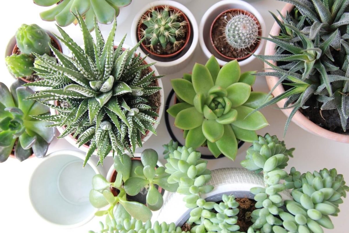 plantas interiores ok.jpg