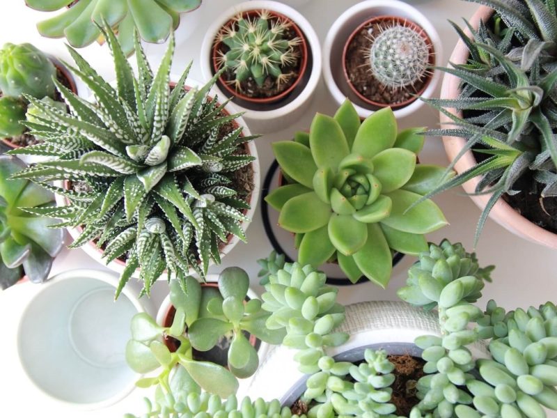 plantas interiores ok.jpg