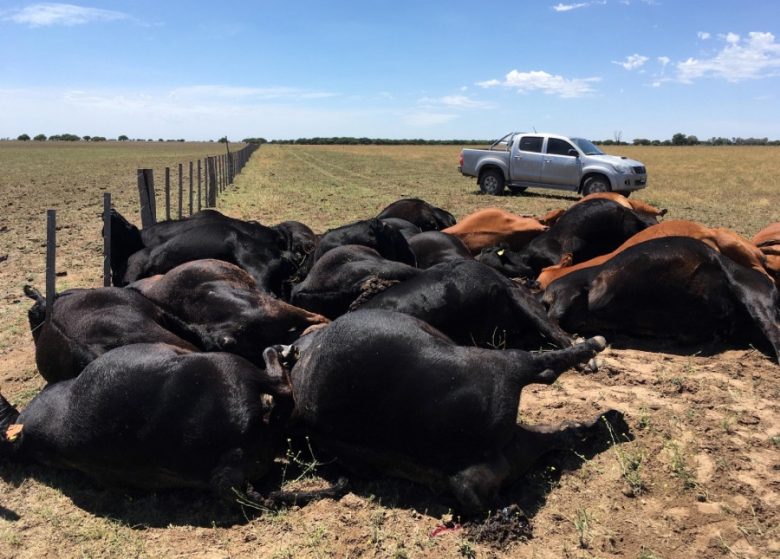vacas-muertas.jpg