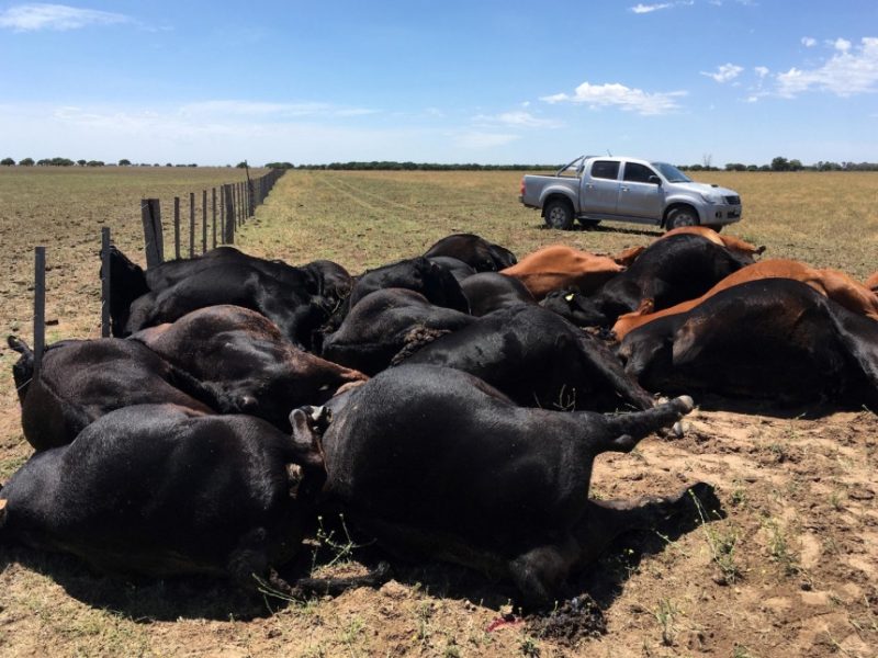 vacas-muertas.jpg