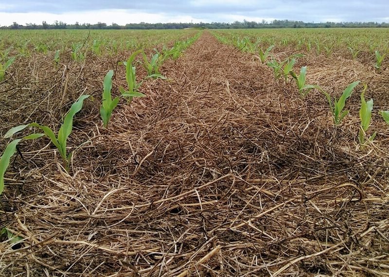 agricultura-sustentable-infocampo.jpg