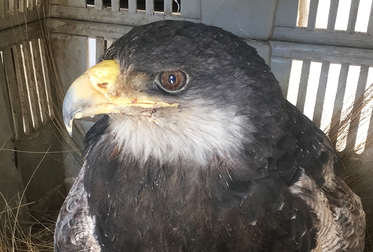 El-animal-ya-se-encuentra-en-la-localidad-de-La-Florida-para-comenzar-la-rehabilitación-que-le-permitirá-volver-a-volar-en-libertad..jpg
