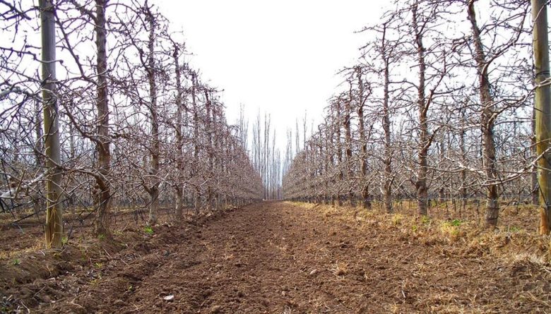 fruticultura-invierno-recomendaciones-de-manejo-inta-infocampo.jpg