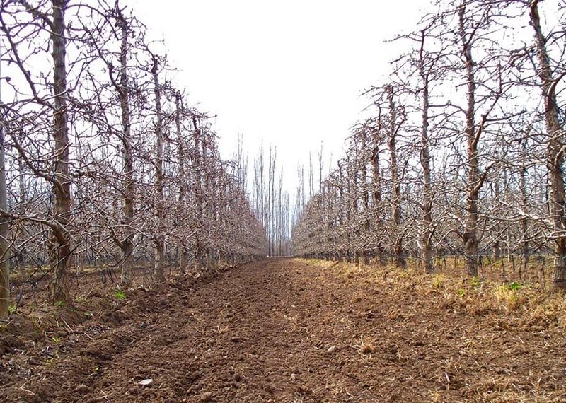 fruticultura-invierno-recomendaciones-de-manejo-inta-infocampo.jpg