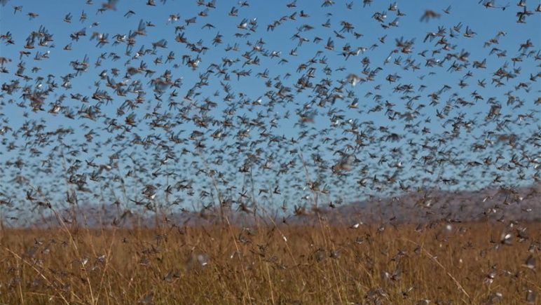 plaga_langosta_norte_santa_fe.jpg_501420591.jpg