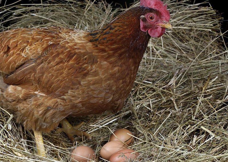 gallinas-ponedoras-de-huevos.jpg