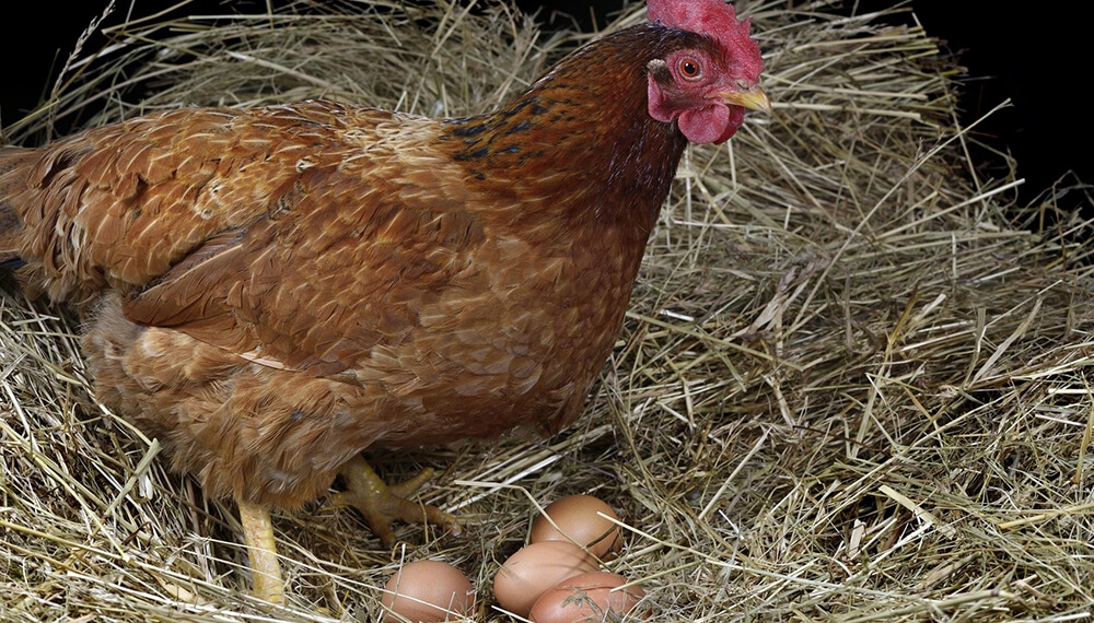 gallinas-ponedoras-de-huevos.jpg