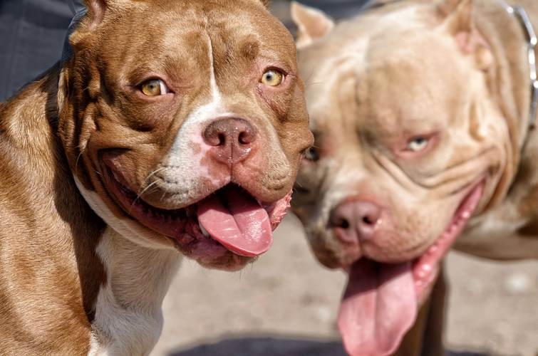razas-perros-potencialmente-peligrosos.jpg