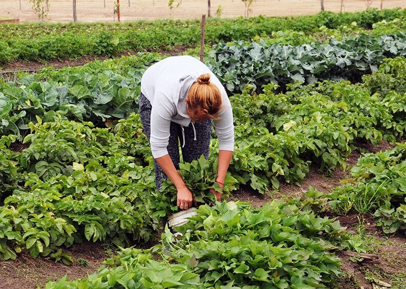 huerta-invierno-infocampo.jpg