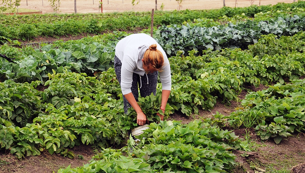 huerta-invierno-infocampo.jpg