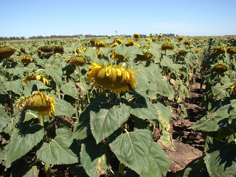 hibrido-girasol-4-chane.jpg