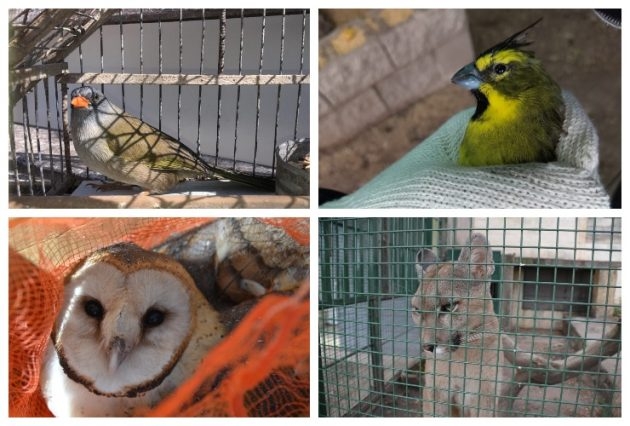 Foto-Nota-animales-rescatados-630x426.jpg