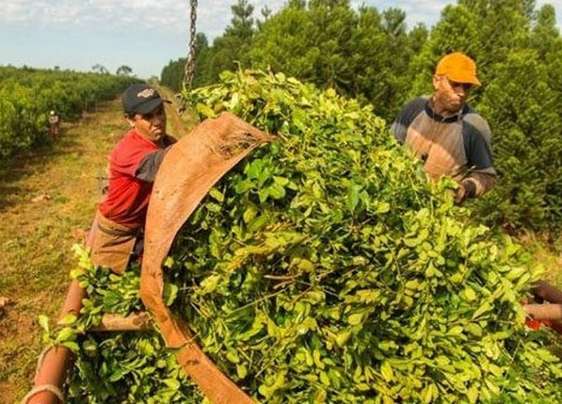 yerba-mate.jpg