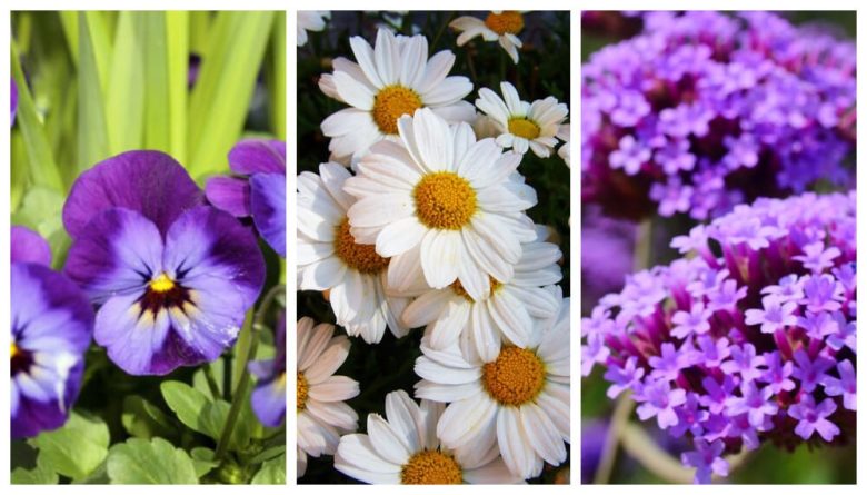 Primavera-Flores-Plantas-típicas.jpg