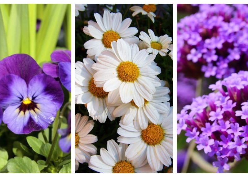 Primavera-Flores-Plantas-típicas.jpg