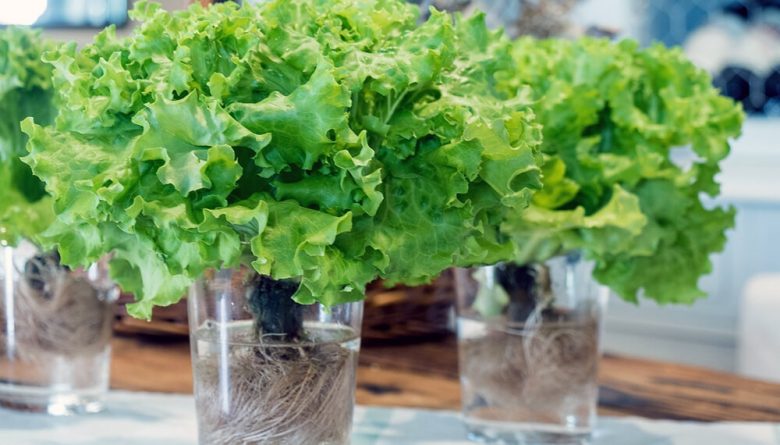 lechuga-agua-infocampo.jpg