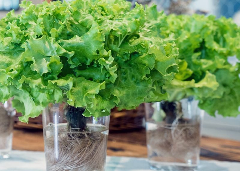 lechuga-agua-infocampo.jpg