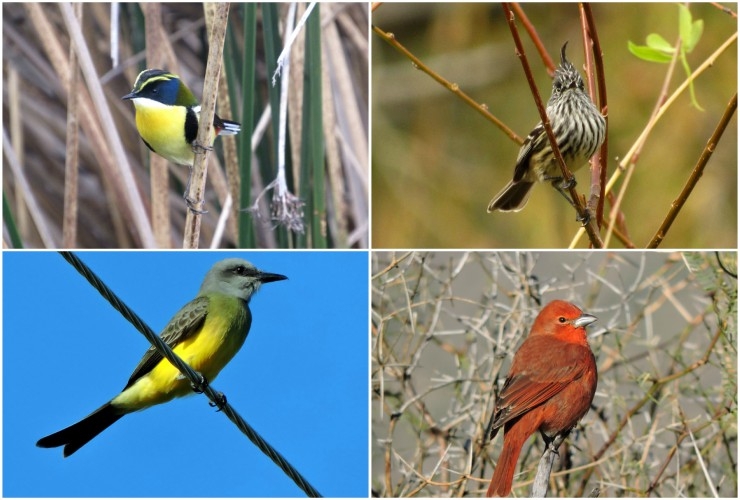 FOTO-AVES.jpg