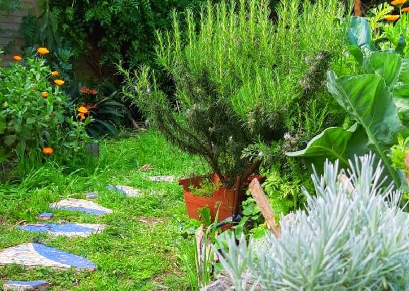 inta-aromáticas-infocampo.jpg