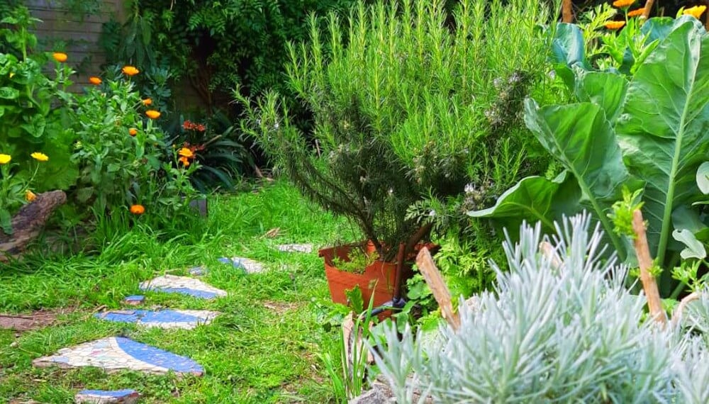 inta-aromáticas-infocampo.jpg