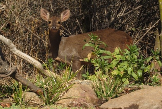 FOTO-nota-recomendación-animales-en-la-ruta-630x426.jpg