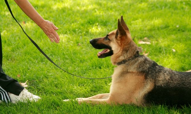 adiestramiento-perros.jpg