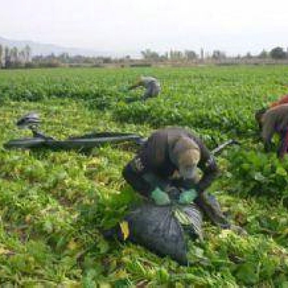 nota-799275-intervinieron-defensa-trabajadores-migrantes-130410055730.jpg