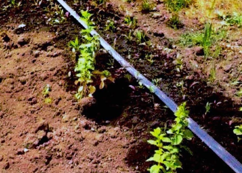 inta_riego-infocampo.jpg
