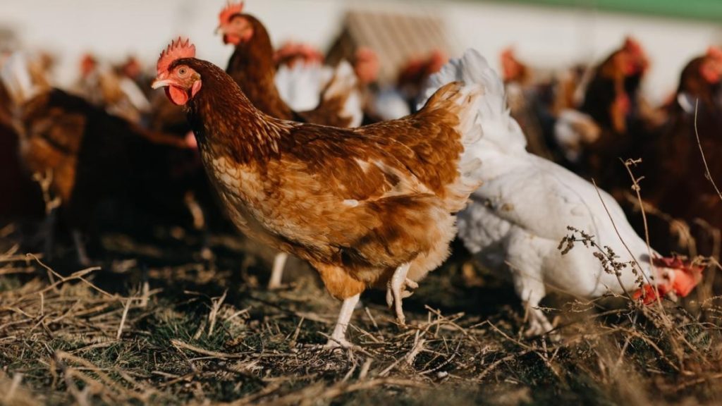 gallinas.jpg
