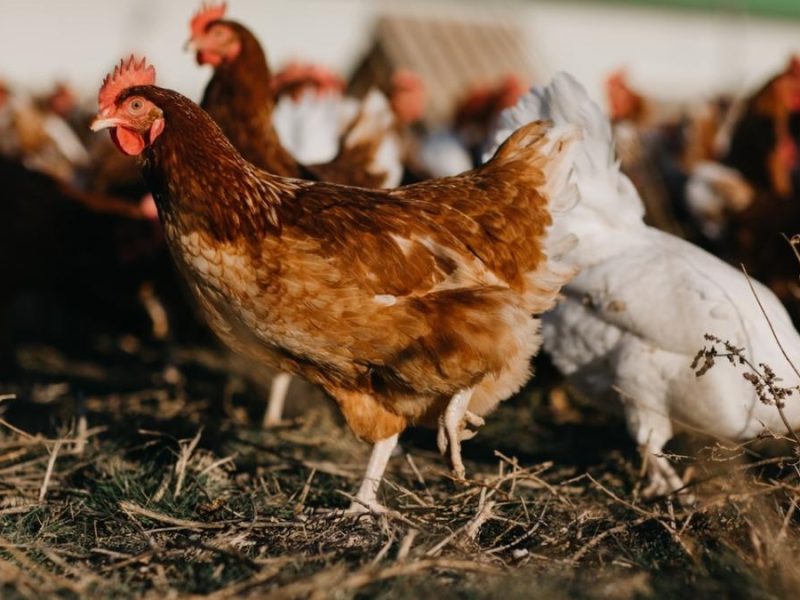gallinas.jpg