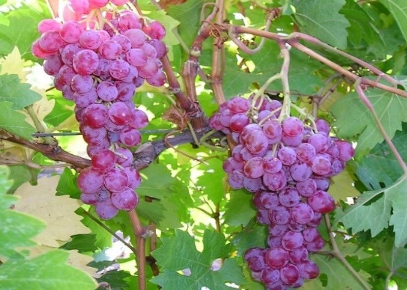 UVAS.jpg