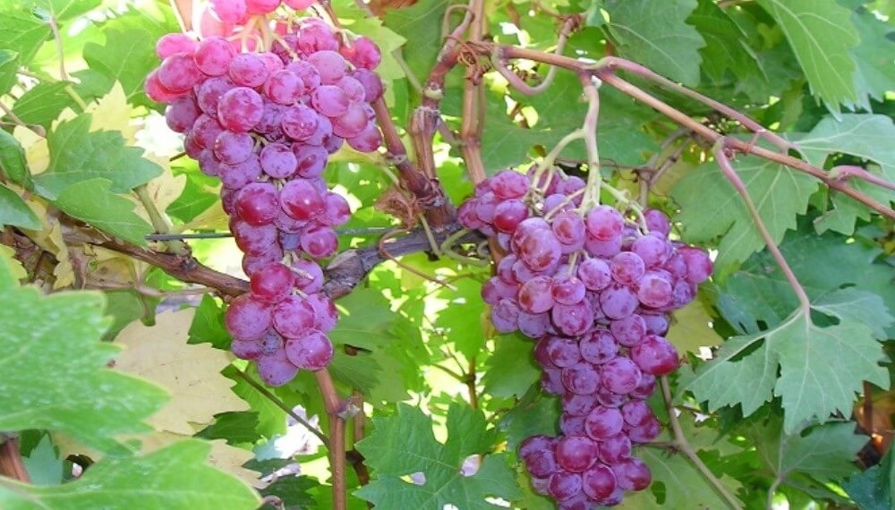 UVAS.jpg