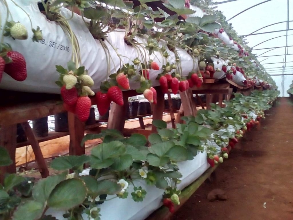 frutillas.jpg